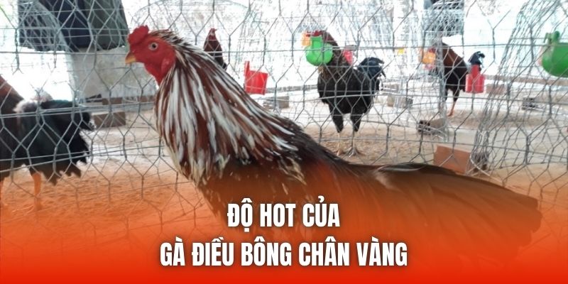 Độ hot của gà điều bông chân vàng