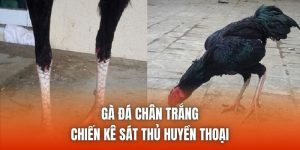 Gà Đá Chân Trắng - Chiến Kê Sát Thủ Huyền Thoại