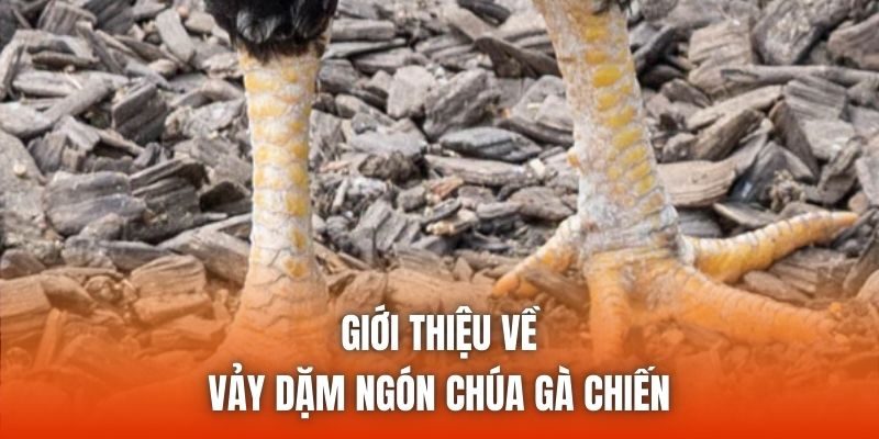 Giới thiệu về vảy dặm ngón chúa gà chiến