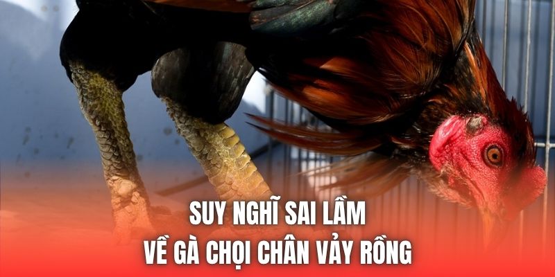 Suy nghĩ sai lầm về gà chọi chân vảy rồng